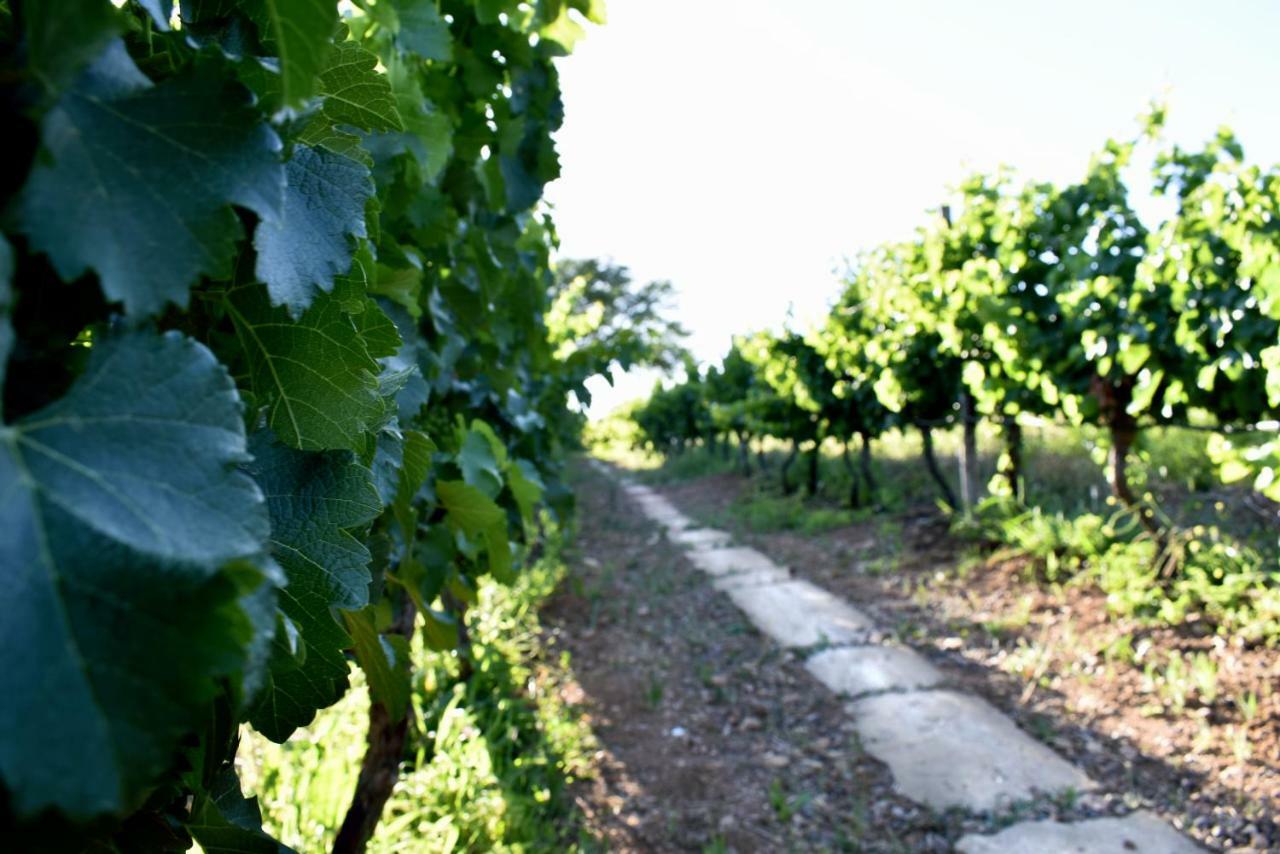 Arendsig Wine Estate & Cottages ボニーベール エクステリア 写真